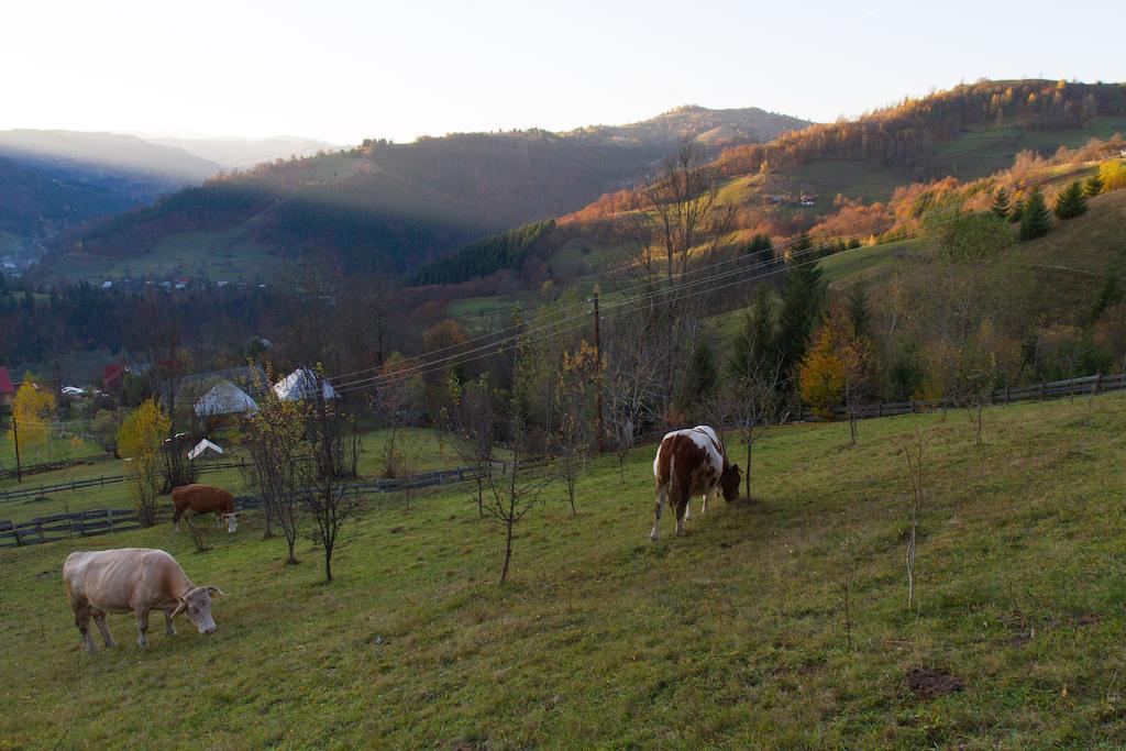 Kings Valley - Sunny Botesti Cîmpeni Exterior foto
